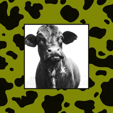 Boozy Moo: cow