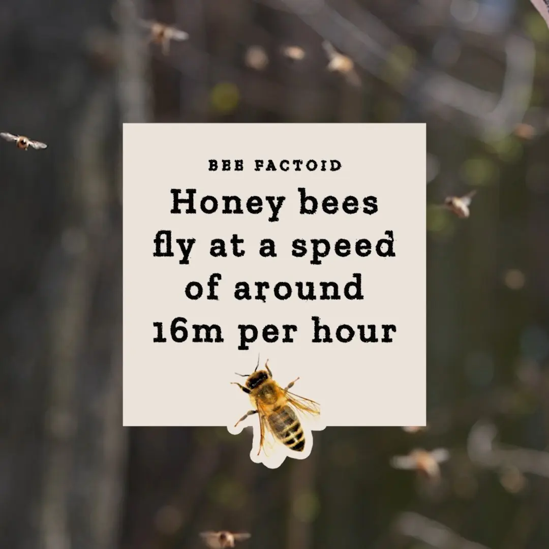 The Bull & Bee: honey factoid